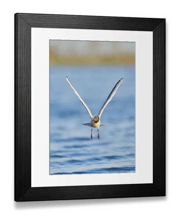Framed Print : Black-headed gull (Chroicocephalus ridibundus) flying above danubia river Framed Print : Black-headed gull (Chroicocephalus ridibundus) flying above danubia river