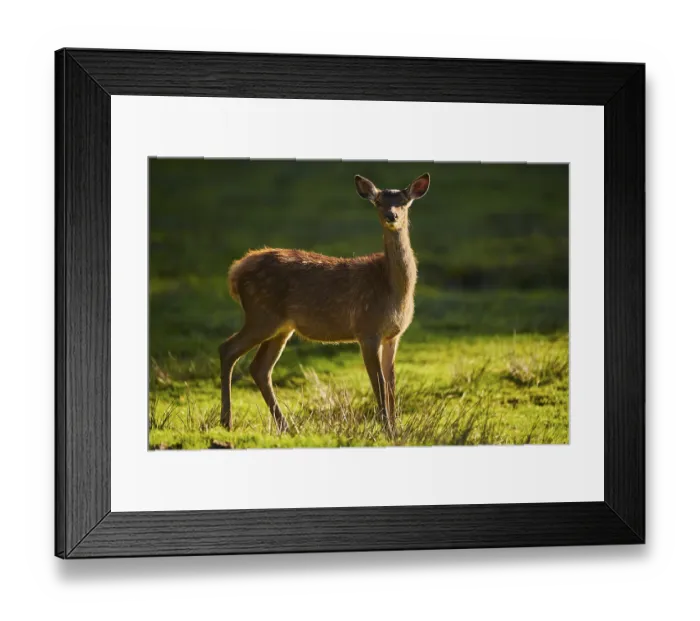 Framed Print : Red deer (Cervus elaphus) on a meadow