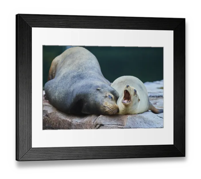 Framed Print : Harbor seal (Phoca vitulina) male and female lying on a rock