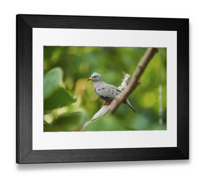 Framed Print : Croaking ground dove (Columbina cruziana) sitting on a branch