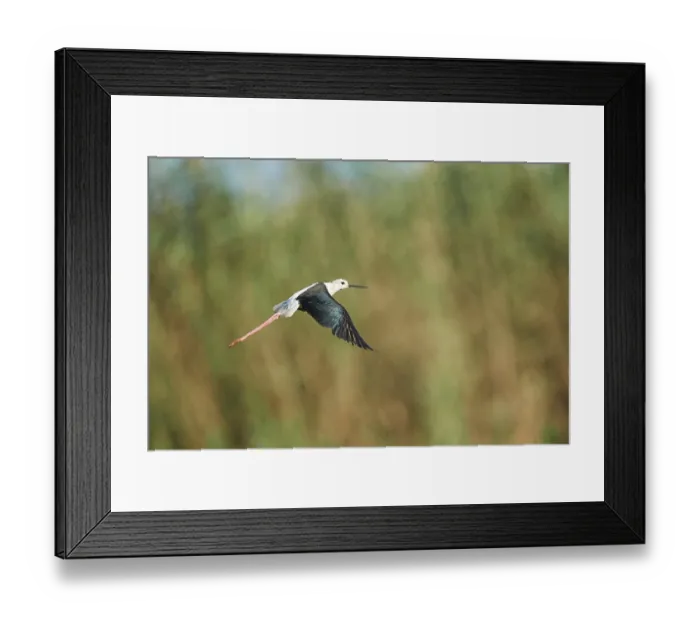 Framed Print : Black-winged stilt (Himantopus himantopus) flying above a rice field