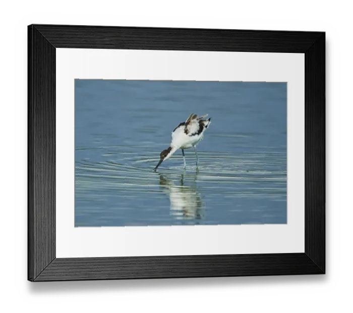 Framed Print : Pied avocet (Recurvirostra avosetta) standing in the water