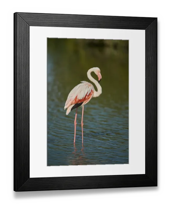Framed Print : Greater Flamingo (Phoenicopterus roseus) Framed Print : Greater Flamingo (Phoenicopterus roseus)