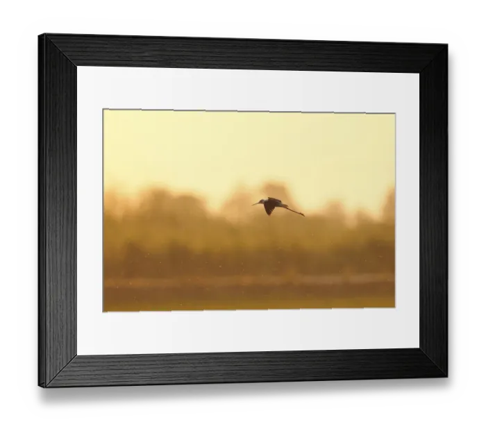 Framed Print : Black-winged stilt (Himantopus himantopus)