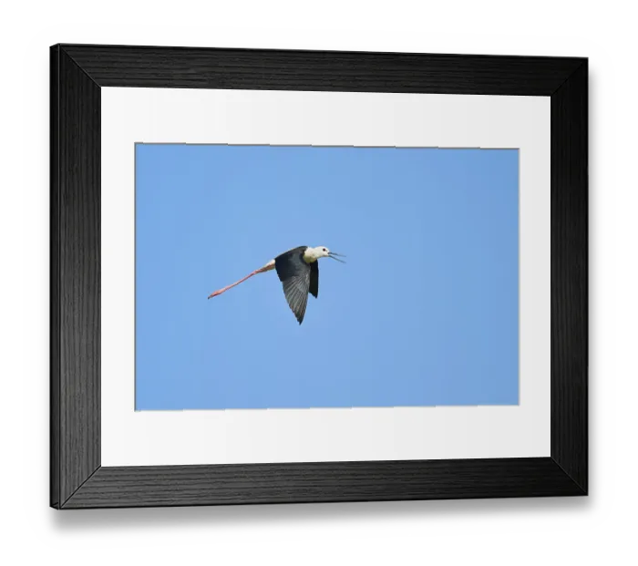 Framed Print : Black-winged stilt (Himantopus himantopus)