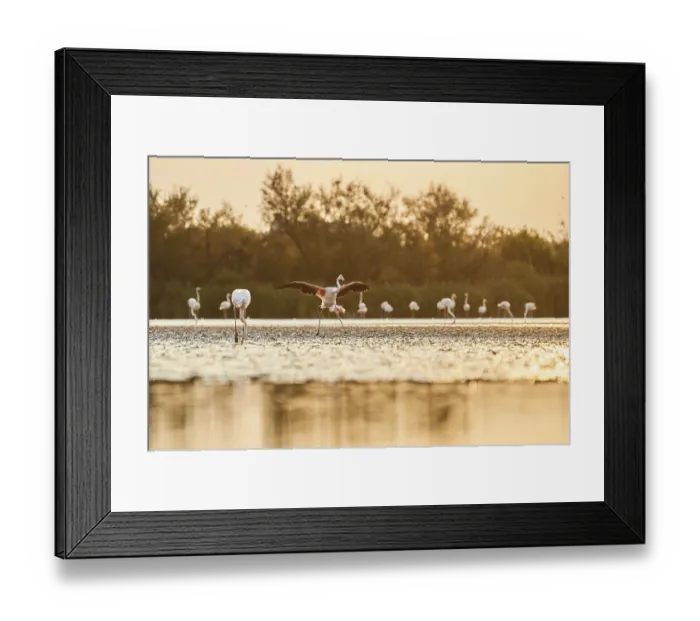 Framed Print : Greater Flamingo (Phoenicopterus roseus)