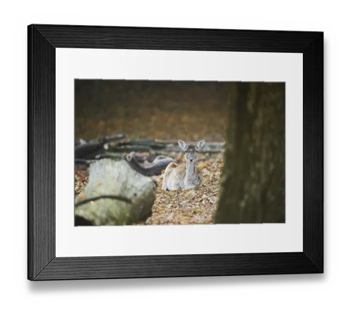 Framed Print : European fallow deer (dama dama) in a forest in autumn Framed Print : European fallow deer (dama dama) in a forest in autumn