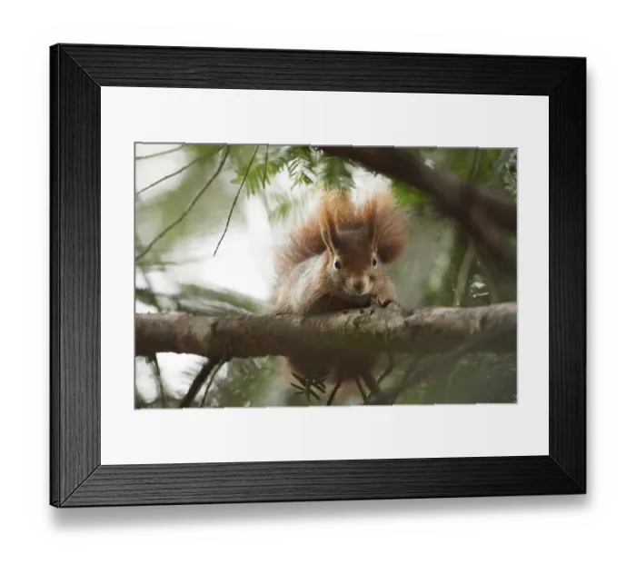 Framed Print : Eurasian red squirrel (Sciurus vulgaris) standing on a branch