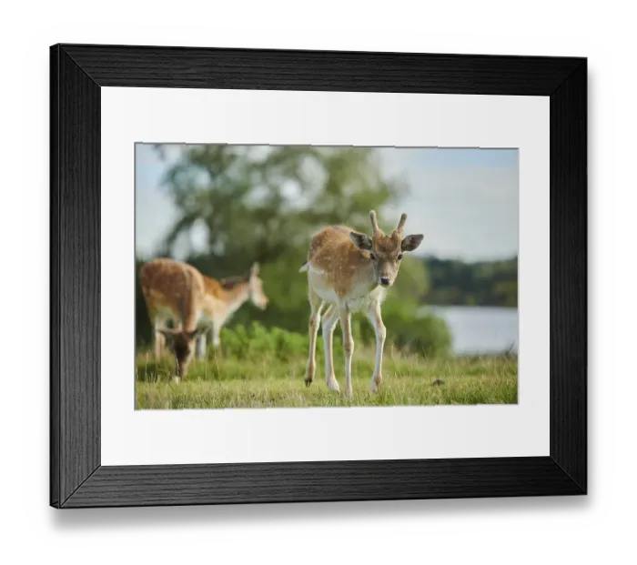 Framed Print : European fallow deer (dama dama) on a maedow