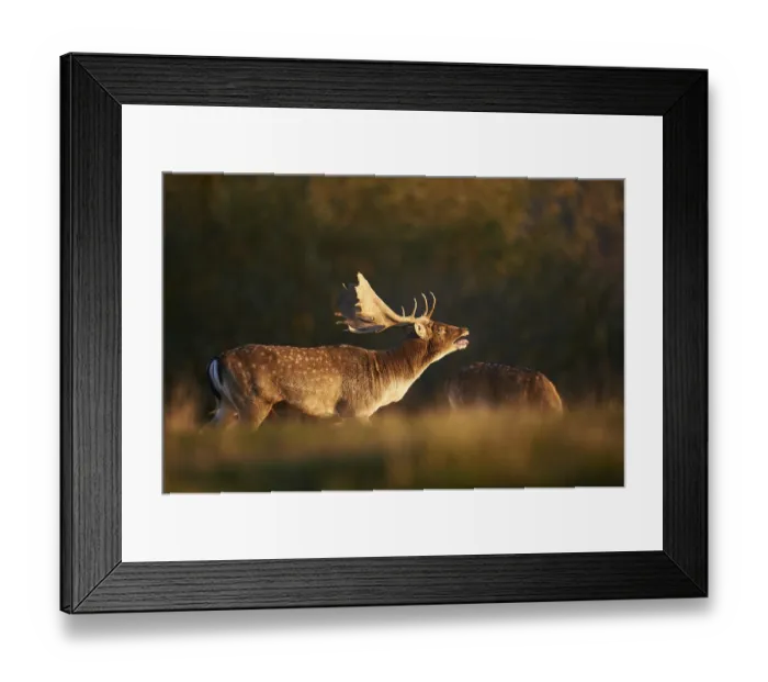 Framed Print : European fallow deer (dama dama) on a meadow in autumn