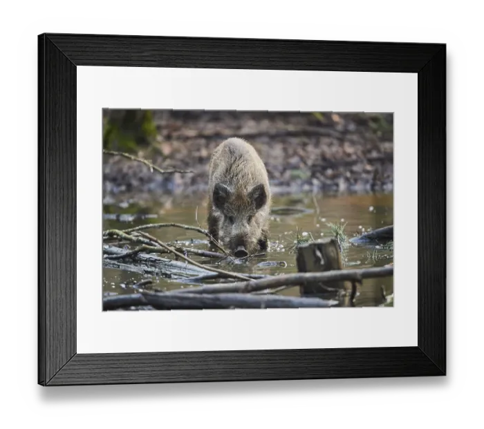Framed Print : Wild boar (Sus scrofa) in a forest Framed Print : Wild boar (Sus scrofa) in a forest