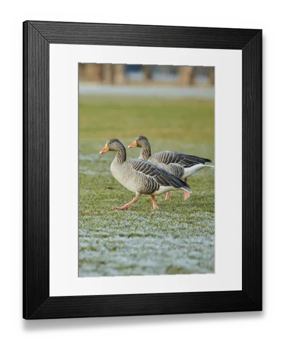 Framed Print : Graylag goose (Anser anser) on a meadow