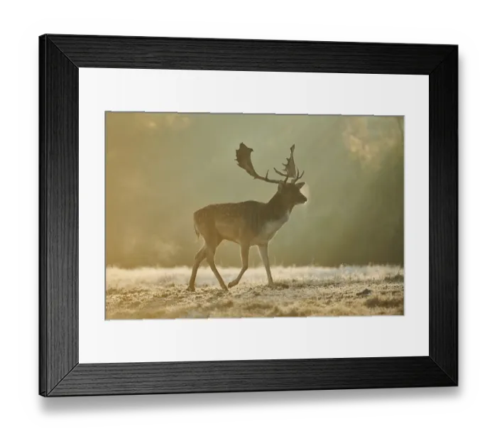 Framed Print : European fallow deer (dama dama) on a foggy morning in autumn Framed Print : European fallow deer (dama dama) on a foggy morning in autumn