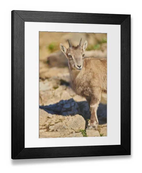 Framed Print : Alpine ibex (Capra ibex) youngster in the wildlife Park Aurach near Kitzbuehl