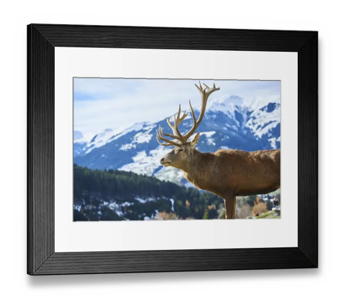 Framed Print : Red deer (Cervus elaphus) stag in the alps