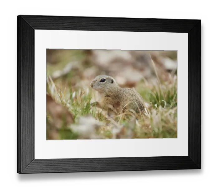 Framed Print : European ground squirrel (Spermophilus citellus) on a meadow