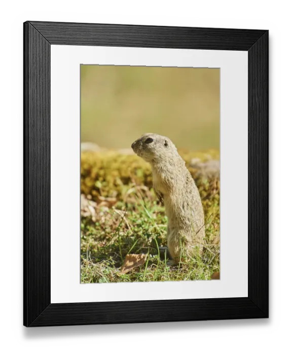 Framed Print : European ground squirrel (Spermophilus citellus) in a meadow