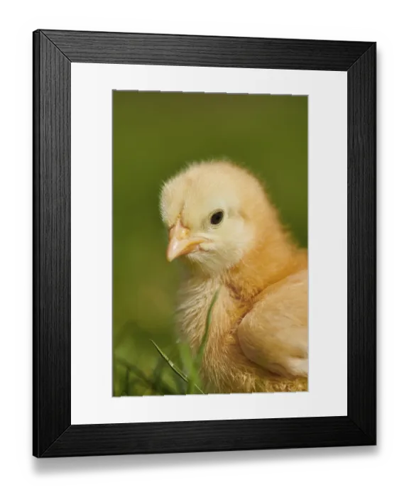 Framed Print : Chicken (Gallus domesticus), portrait