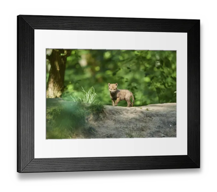 Framed Print : Eurasian wolf (Canis lupus lupus) youngster in a forest Framed Print : Eurasian wolf (Canis lupus lupus) youngster in a forest