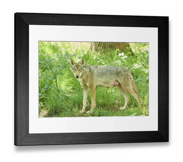 Framed Print : Eurasian wolf (Canis lupus lupus) standing in a forest