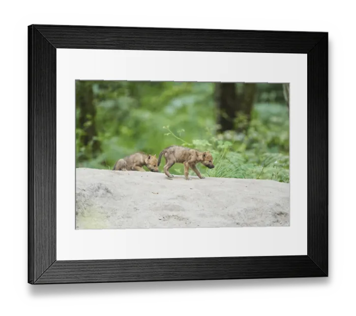 Framed Print : Eurasian wolf (Canis lupus lupus) youngsters in a forest