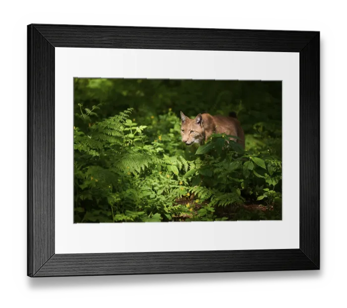 Framed Print : Eurasian lynx (Lynx lynx) in a forest