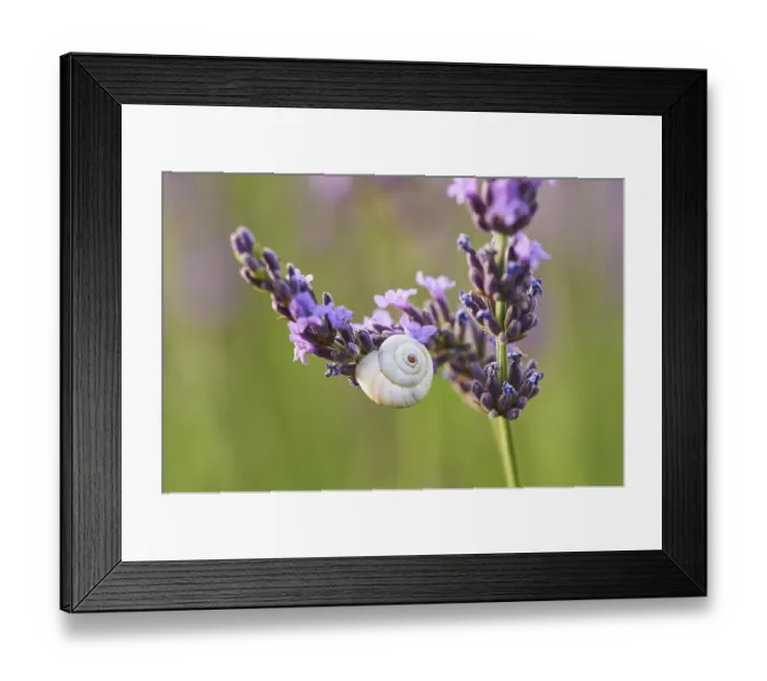 Framed Print : White garden snail (Theba pisana) on a true lavender (Lavandula angustifolia) blossom in a field near Valensole Framed Print : White garden snail (Theba pisana) on a true lavender (Lavandula angustifolia) blossom in a field near Valensole