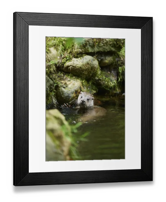 Framed Print : Eurasian otter (Lutra lutra), swimming in the water