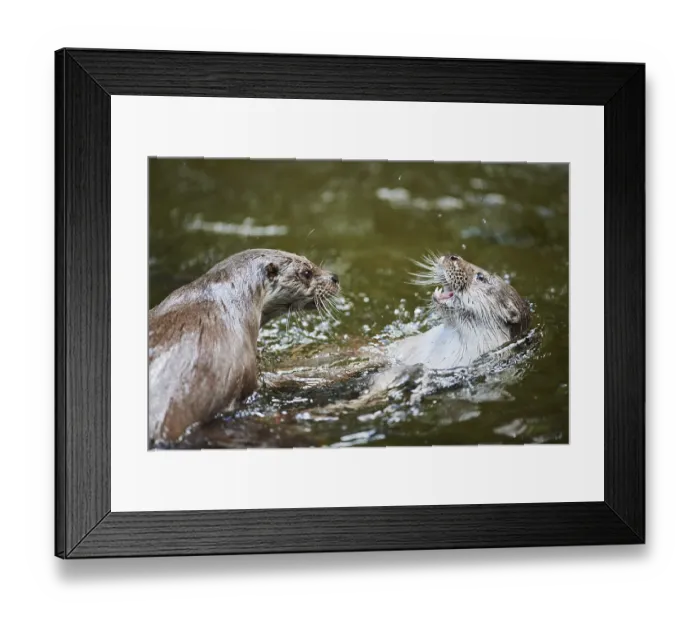 Framed Print : Eurasian otter (Lutra lutra), playing with each other in the water
