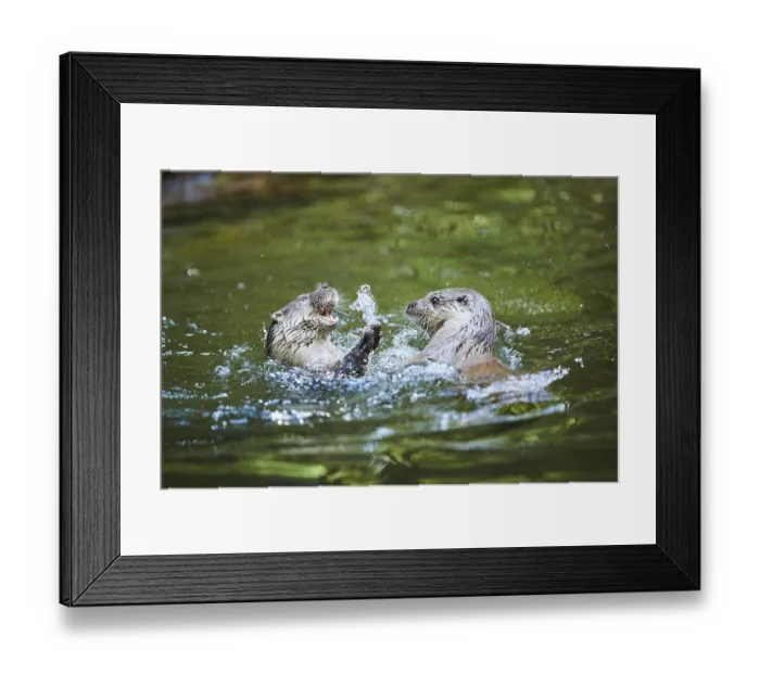 Framed Print : Eurasian otter (Lutra lutra), playing with each other in the water