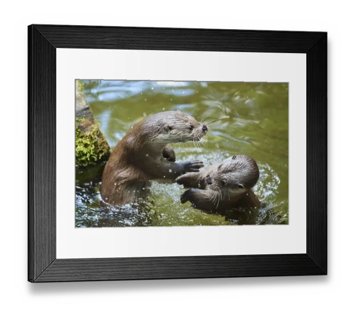 Framed Print : Eurasian otter (Lutra lutra), playing with each other in the water Framed Print : Eurasian otter (Lutra lutra), playing with each other in the water