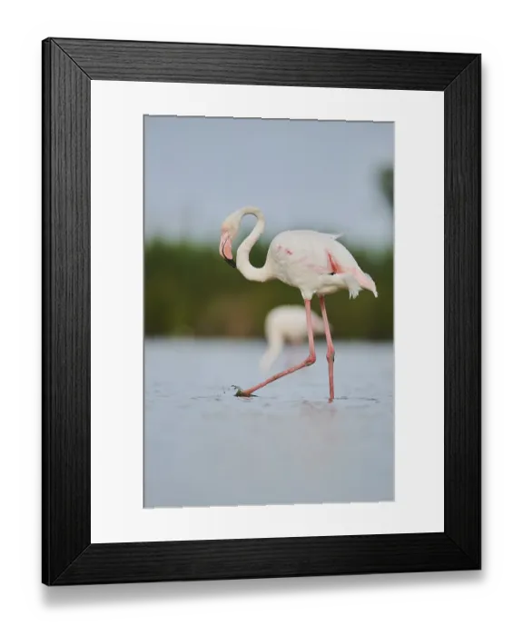 Framed Print : Greater Flamingo (Phoenicopterus roseus) Framed Print : Greater Flamingo (Phoenicopterus roseus)