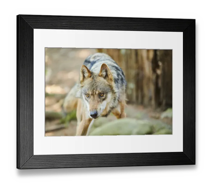Framed Print : Eurasian wolf (Canis lupus lupus) Framed Print : Eurasian wolf (Canis lupus lupus)