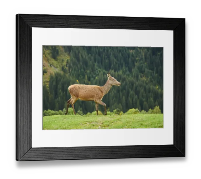 Framed Print : Rothirsch (Cervus elaphus) Hirschkuh in den Alpen
