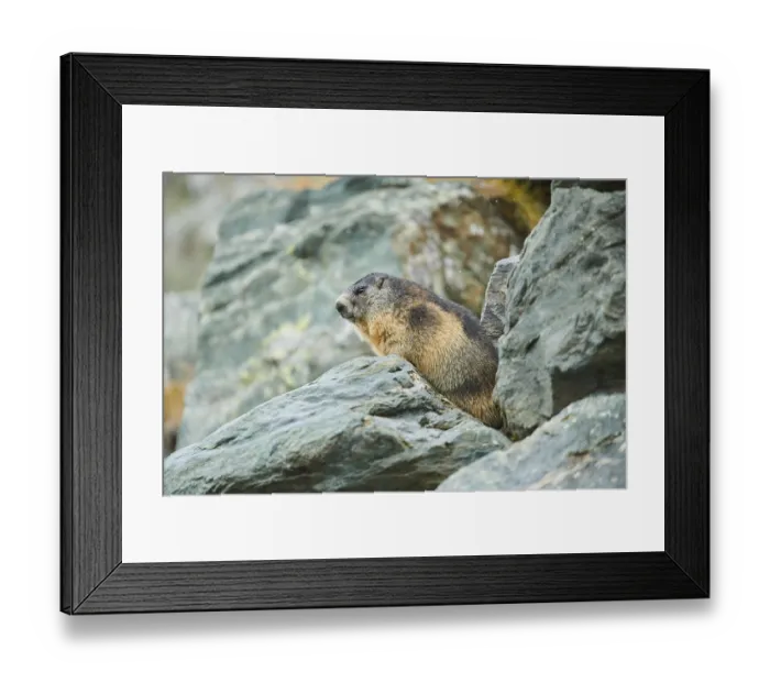 Framed Print : Alpine marmot (Marmota marmota) on a rock in late autumn