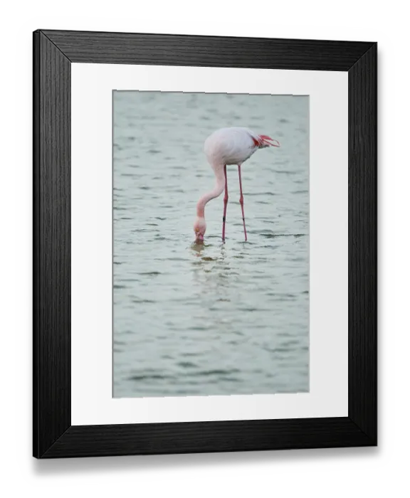 Framed Print : Greater Flamingo (Phoenicopterus roseus) Framed Print : Greater Flamingo (Phoenicopterus roseus)