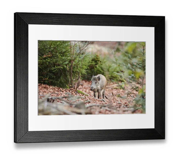 Framed Print : Wild boar (Sus scrofa) in a forest in autumn