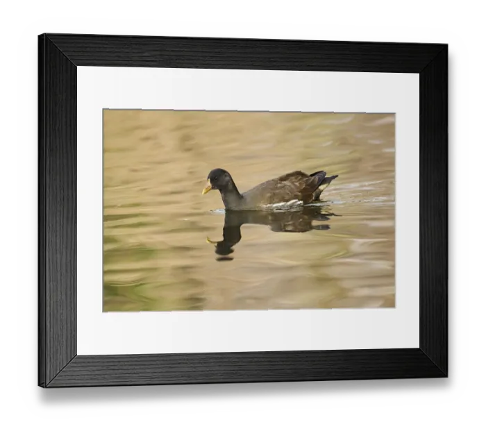 Framed Print : Common moorhen (Gallinula chloropus) swimming on a lake