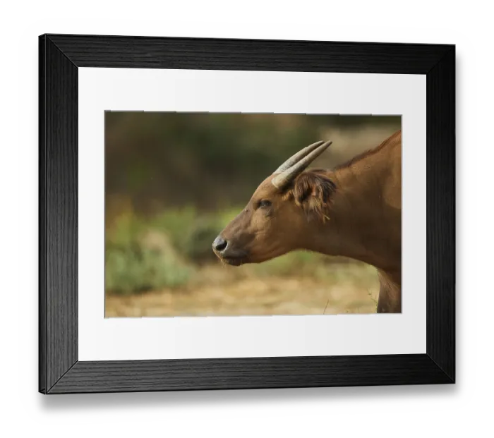 Framed Print : Portrait of a Forest buffalo (Syncerus caffer nanus) in the dessert