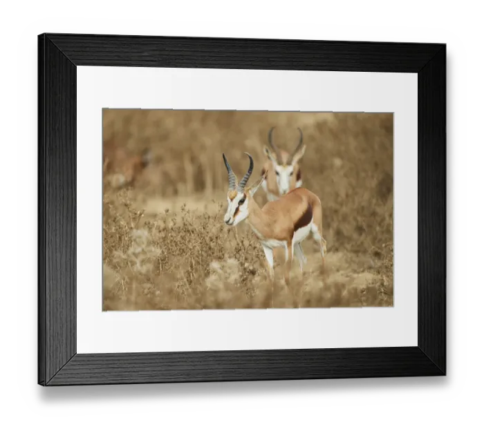 Framed Print : Springbok (Antidorcas marsupialis) standing in the dessert Framed Print : Springbok (Antidorcas marsupialis) standing in the dessert
