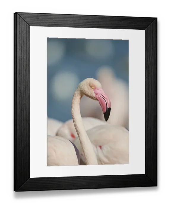 Framed Print : Portrait of a Greater flamingo (Phoenicopterus roseus) in the sea Framed Print : Portrait of a Greater flamingo (Phoenicopterus roseus) in the sea