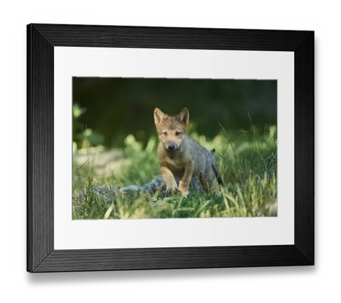 Framed Print : Eastern wolf (Canis lupus lycaon)