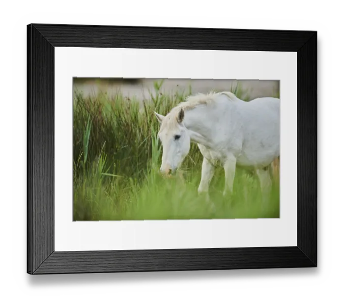 Framed Print : Camargue horse, standing on a meadow Framed Print : Camargue horse, standing on a meadow