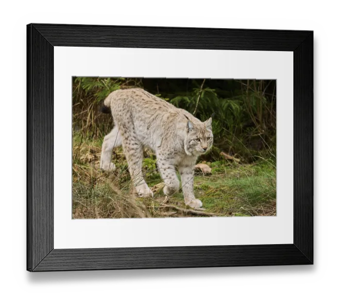 Framed Print : Eurasian lynx (Lynx lynx) in a forest Framed Print : Eurasian lynx (Lynx lynx) in a forest