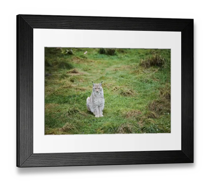 Framed Print : Eurasian lynx (Lynx lynx) in a forest