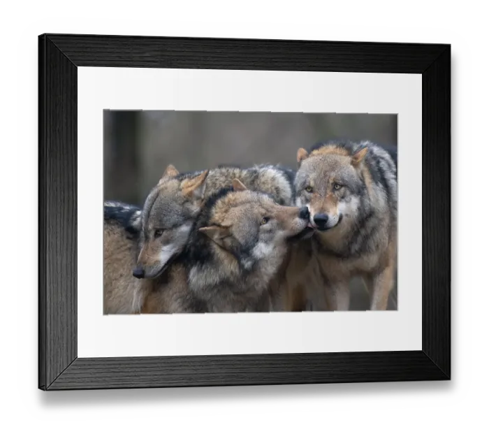 Framed Print : ibxhje05120961.jpg