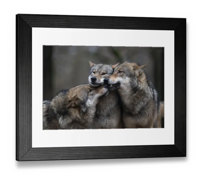 Framed Print : ibxhje05120963.jpg