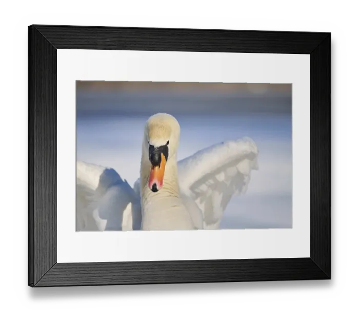 Framed Print : Mute swan (Cygnus olor) portrait Framed Print : Mute swan (Cygnus olor) portrait