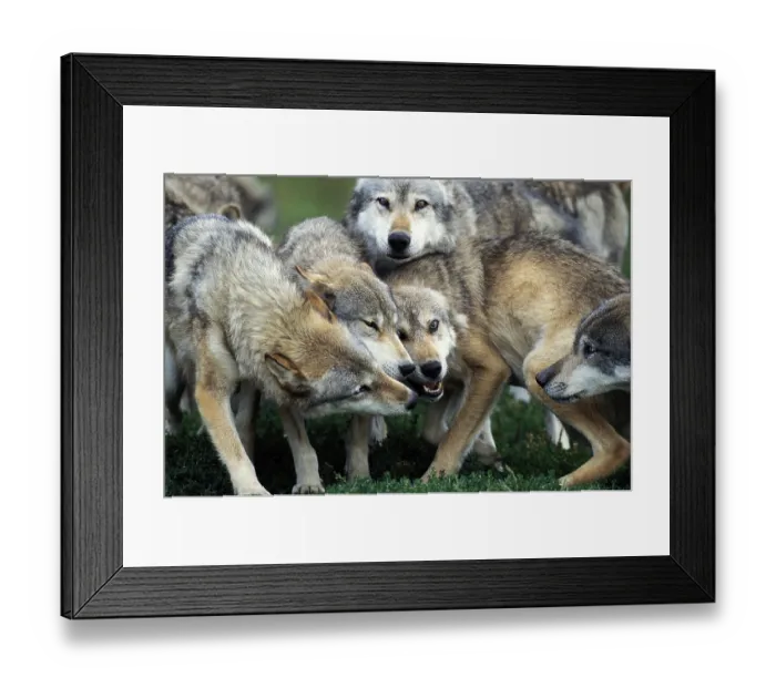 Framed Print : ibllag05277319.jpg