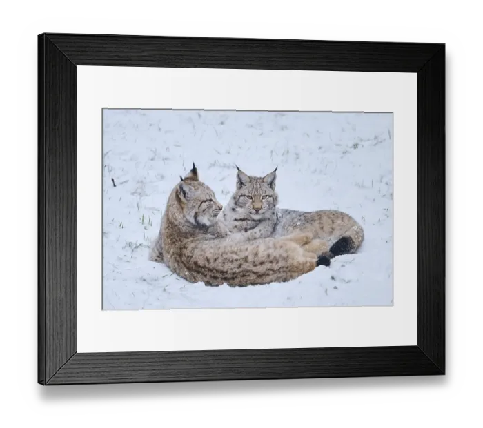 Framed Print : Eurasian lynx (Lynx lynx) lying in the snow